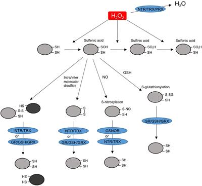 Thiol Based Redox Signaling in Plant Nucleus